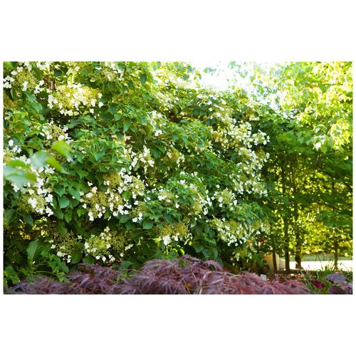 4063654220190 - Hydrangea petiolaris Kletterhortensie 40–60 cm 4063654220190 - Hydrangea petiolaris Kletterhortensie 40–60 cm