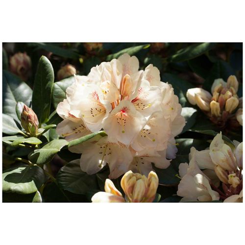4063654094906 - Rhododendron Hybr Goldbukett gelb 40–50 cm