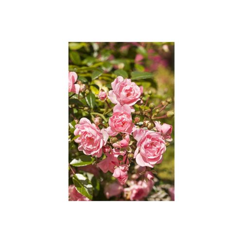 4063654232032 - Rosa The Fairy Bodendeckerrose zartrosa 3-5 Liter Container 4063654232032 - Rosa The Fairy Bodendeckerrose zartrosa 3-5 Liter Container