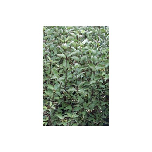 4063654028154 - Cornus alba Kesselringii Hartriegel dunkelrot 60–100 cm 4063654028154 - Cornus alba Kesselringii Hartriegel dunkelrot 60–100 cm