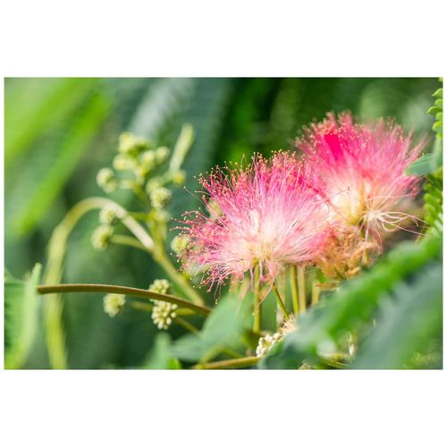 4063654233619 - Albizia julibrissin Tropical Dream Seidenbaum 60–80 cm