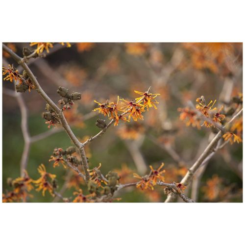 4063654266822 - Hamamelis intermedia Aphrodite Zaubernuss orange Blüten 50–60 cm