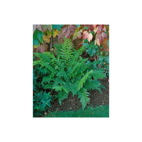 4063654308553 - Polystichum setiferum ProlifDahlem Farn ca 9x9 cm Topf