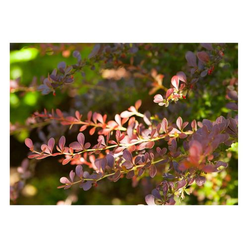 4063654242475 - Berberis thunbergii Atropurpurea Blutberberitze purpurrot 40–60 cm