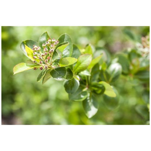 4063654230595 - Aronia melanocarpa Viking Schwarze Apfelbeere 60–100 cm 4063654230595 - Aronia melanocarpa Viking Schwarze Apfelbeere 60–100 cm