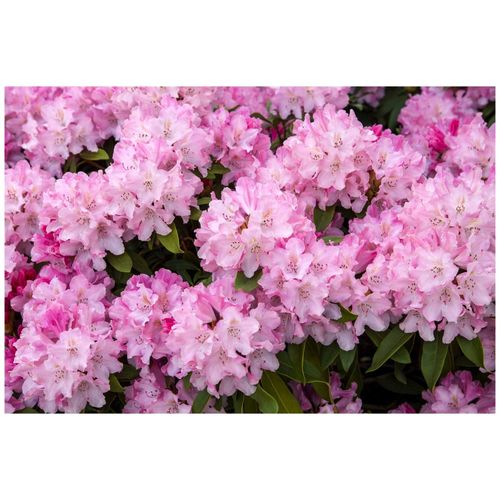 4063654084495 - Rhododendron yakushimanum Tina Heinje rosa Blüten 20–25 cm 4063654084495 - Rhododendron yakushimanum Tina Heinje rosa Blüten 20–25 cm