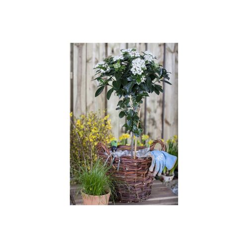 4063654221951 - Viburnum tinus Lorbeer-Schneeball immergrün 30–40 cm 4063654221951 - Viburnum tinus Lorbeer-Schneeball immergrün 30–40 cm