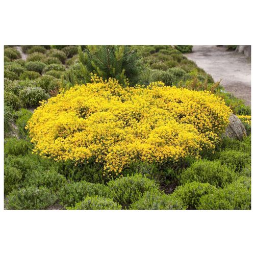 4063654819714 - Cytisus beanii Ginster gelb 30–40 cm 4063654819714 - Cytisus beanii Ginster gelb 30–40 cm