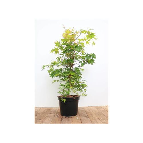 4063654224167 - Acer palmatum Sangokaku Japanischer Ahorn leuchtend rot 40–50 cm 4063654224167 - Acer palmatum Sangokaku Japanischer Ahorn leuchtend rot 40–50 cm