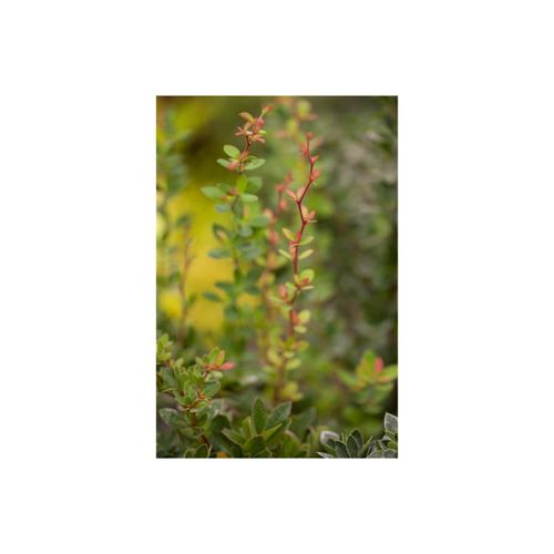 4063654235842 - Berberis buxifolia Nana Zwerg-Berberitze kompakt 30–40 cm 4063654235842 - Berberis buxifolia Nana Zwerg-Berberitze kompakt 30–40 cm