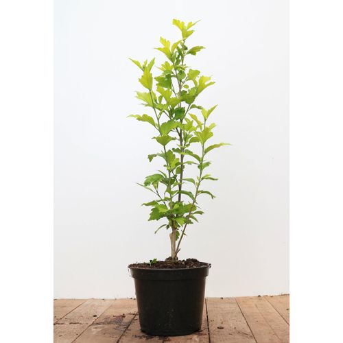 4063654248262 - Hibiscus syriacus Marina Gartenhibiskus blau 40–60 cm