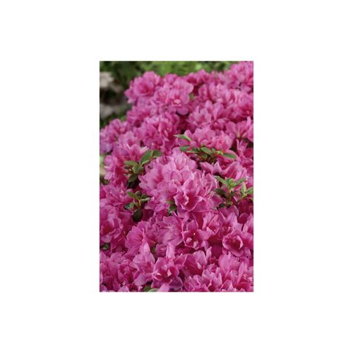 4063654075561 - Rhododendron obtusum Petticoat Azalee rosa 20–25 cm 4063654075561 - Rhododendron obtusum Petticoat Azalee rosa 20–25 cm
