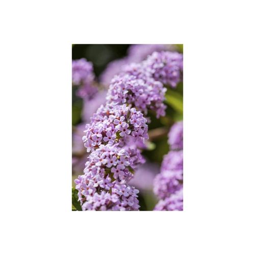 4063654262008 - Buddleja alternifolia Hänge-Sommerflieder 40–60 cm