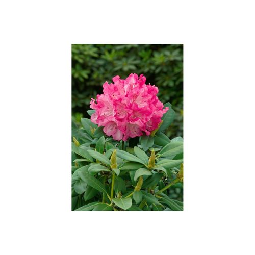 4063654099840 - Rhododendron yak Graf Anton Günther rosa Blüten 80 cm Stammhöhe 4063654099840 - Rhododendron yak Graf Anton Günther rosa Blüten 80 cm Stammhöhe