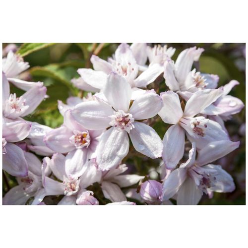 4063654255291 - Deutzia Mont Rose Maiblumenstrauch rosa Blüten 60–100 cm