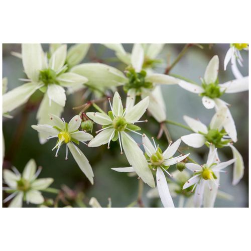 4063654259459 - Saxifraga cortusifolia varfortunei Steinbrech ca 9x9 cm Topf 4063654259459 - Saxifraga cortusifolia varfortunei Steinbrech ca 9x9 cm Topf