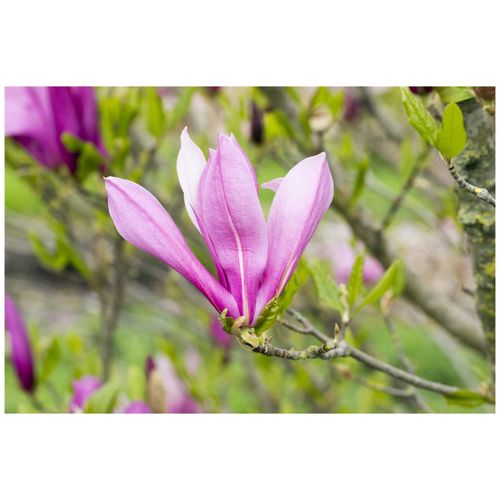 4063654269670 - Magnolia liliiflora Ricki Purpur-Magnolie 40–60 cm 4063654269670 - Magnolia liliiflora Ricki Purpur-Magnolie 40–60 cm