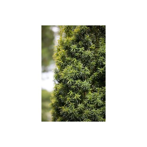 4063654231905 - Taxus baccata Eibe immergrün 20–30 cm