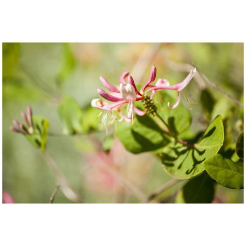 4063654800279 - Lonicera heckrottii Goldflame Geißblatt rosa-gelb 80–100 cm