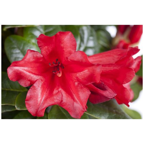 4063654094166 - Rhododendron repens Baden Baden rot 25–30 cm 4063654094166 - Rhododendron repens Baden Baden rot 25–30 cm