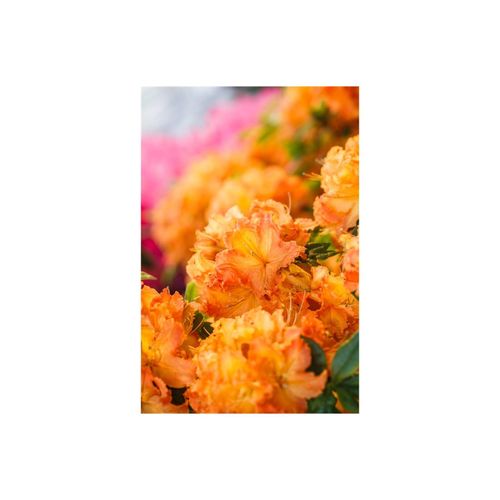 4063654080534 - Rhododendron luteum Gibraltar gelb-orange 70–80 cm 4063654080534 - Rhododendron luteum Gibraltar gelb-orange 70–80 cm