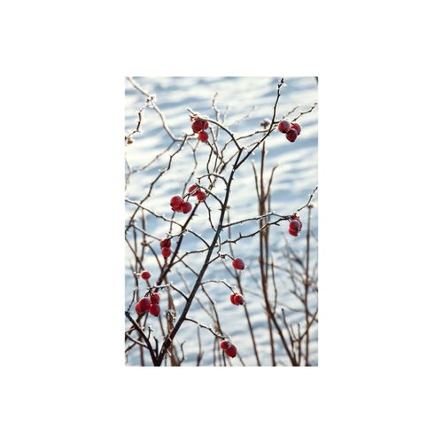 4063654315919 - Rosa canina Hundsrose rosa Blüten 60–100 cm 4063654315919 - Rosa canina Hundsrose rosa Blüten 60–100 cm