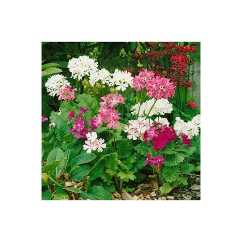 4063654308973 - Primula sieboldii Japanische Primel rosa Blüten ca 9x9 cm Topf