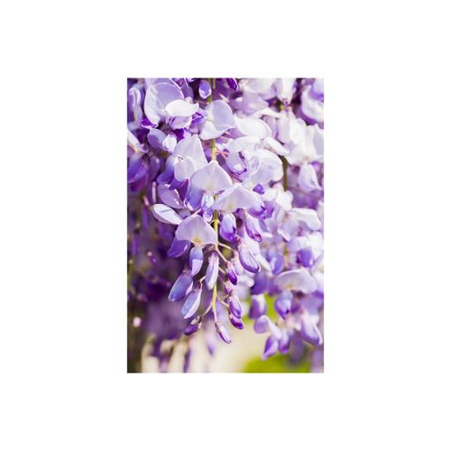 4063654266860 - Wisteria floribunda Domino Issai Blauregen violett 40–60 cm 4063654266860 - Wisteria floribunda Domino Issai Blauregen violett 40–60 cm