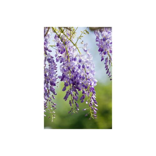 4063654220206 - Wisteria sinensis Chinesischer Blauregen 40–60 cm 4063654220206 - Wisteria sinensis Chinesischer Blauregen 40–60 cm