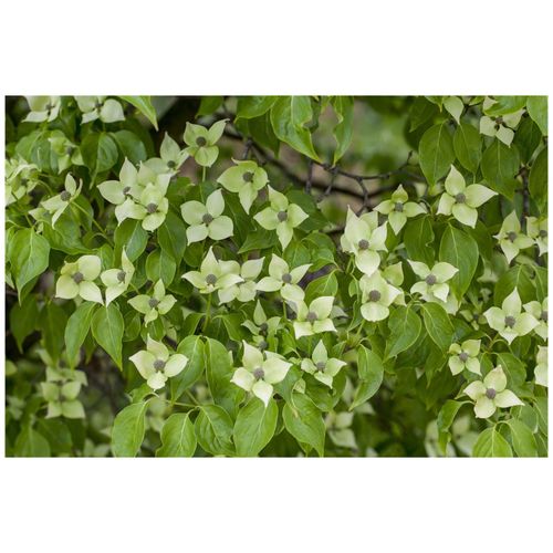 4063654243786 - Cornus kousa chinensis China Girl Chinesischer Blumen-Hartriegel 40–60 cm 4063654243786 - Cornus kousa chinensis China Girl Chinesischer Blumen-Hartriegel 40–60 cm