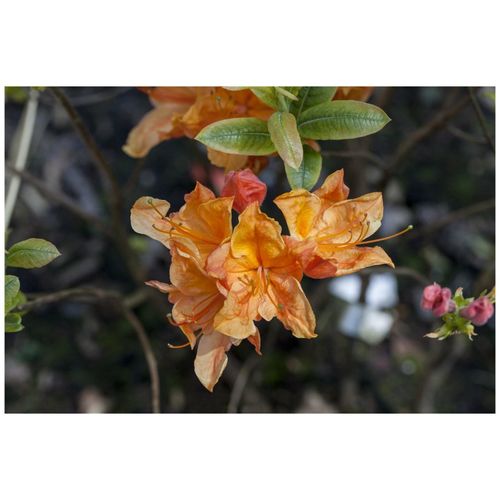 4063654808176 - Rhododendron austrinum gelb-orange 60–70 cm 4063654808176 - Rhododendron austrinum gelb-orange 60–70 cm