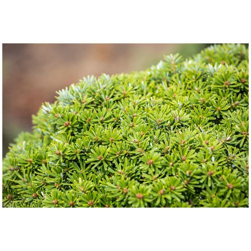 4063654321743 - Abies koreana Kristallkugel Tanne kompakt 15–20 cm 4063654321743 - Abies koreana Kristallkugel Tanne kompakt 15–20 cm