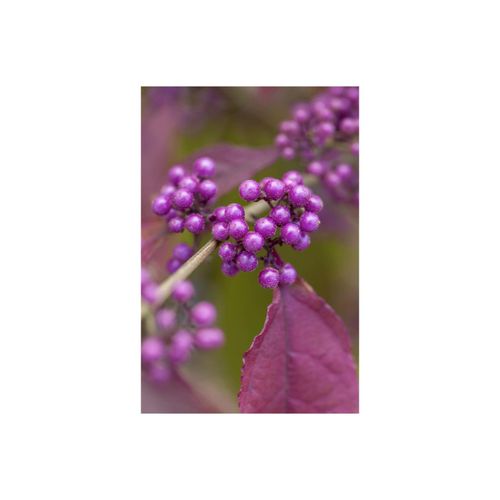 4063654248194 - Callicarpa bodinieri Profusion Schönfrucht violette Beeren 40–60 cm 4063654248194 - Callicarpa bodinieri Profusion Schönfrucht violette Beeren 40–60 cm