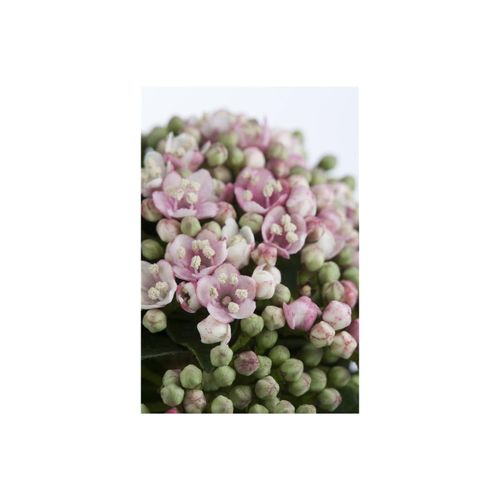 4063654241980 - Viburnum tinus Eve Price Lorbeer-Schneeball immergrün 30–40 cm 4063654241980 - Viburnum tinus Eve Price Lorbeer-Schneeball immergrün 30–40 cm