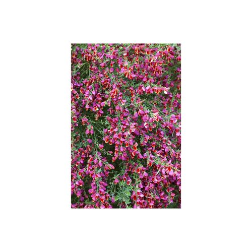 4063654811947 - Cytisus scoparius Burkwoodii Besenginster rot-gelb 60–80 cm