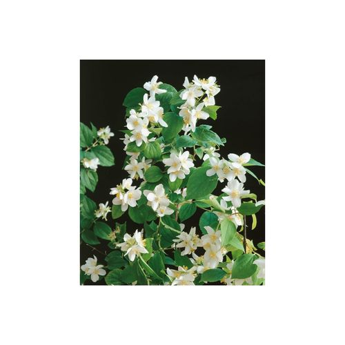 4063654247876 - Philadelphus Dame Blanche Duftjasmin weiß 80–100 cm