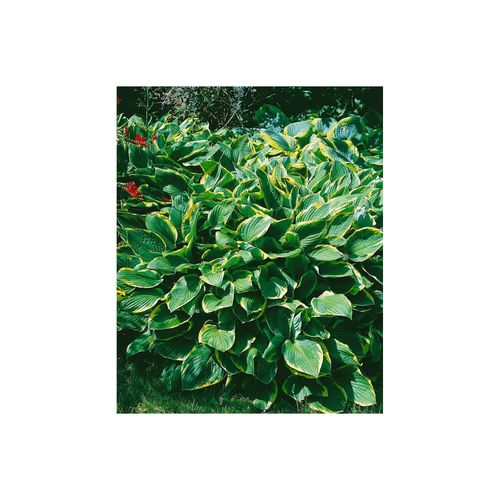 4063654299981 - Hosta sieboldiana Frances Williams Funkie grün-gelb ca 9x9 cm Topf