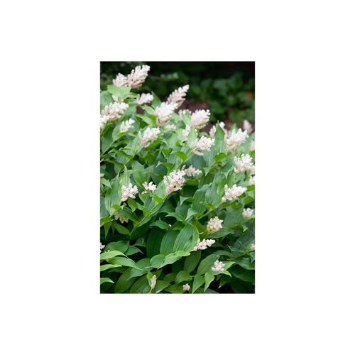 4063654312178 - Smilacina racemosa Duftende Weißwurz ca 9x9 cm Topf
