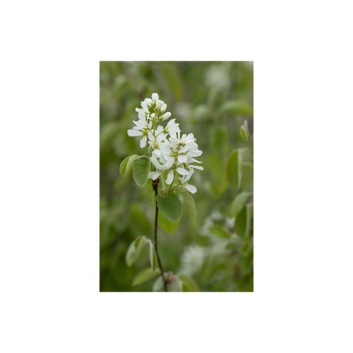 4063654239185 - Amelanchier alnifolia Smoky Felsenbirne essbare Früchte 40–60 cm