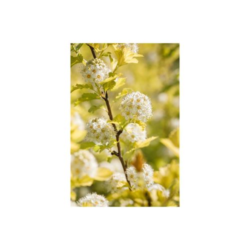 4063654020035 - Physocarpus opulifolius Darts Gold gelblaubig 40–60 cm