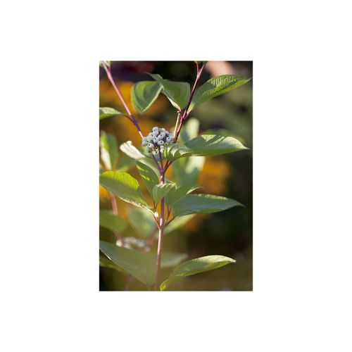4063654237471 - Cornus alba Siberian Pearls Hartriegel weiße Beeren 60–100 cm