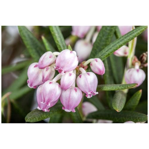 4063654813583 - Andromeda polifolia Rosmarinheide 30–40 cm 4063654813583 - Andromeda polifolia Rosmarinheide 30–40 cm