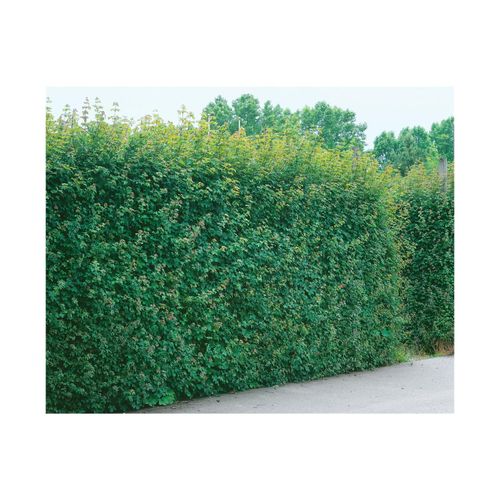 4063654348306 - Acer campestre Feldahorn 100–125 cm robust und pflegeleicht