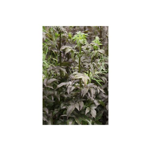4063654243526 - Sambucus nigra Black Tower Schwarzer Holunder dunkelviolett 40–60 cm