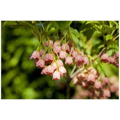 4063654248941 - Enkianthus campanulatus Japanischer Fächerstrauch 60–80 cm