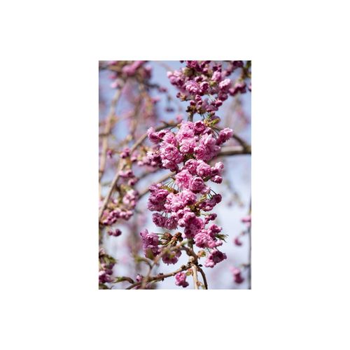 4063654260301 - Prunus serrulata Kiku-shidare-zakura Hängende Kirsche rosa 125 cm Stammhöhe