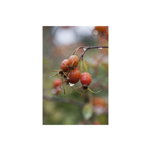 4063654315926 - Rosa glauca Rotblattrose 60–100 cm attraktive Hagebutten 4063654315926 - Rosa glauca Rotblattrose 60–100 cm attraktive Hagebutten