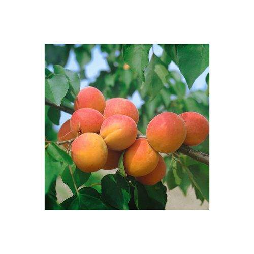 4063654243403 - Prunus armeniaca Harcot Aprikose süß 150–200 cm 4063654243403 - Prunus armeniaca Harcot Aprikose süß 150–200 cm