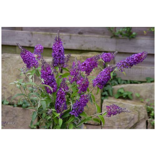 4063654002369 - Buddleja Purple Chip -S- Schmetterlingsflieder violett 30–40 cm