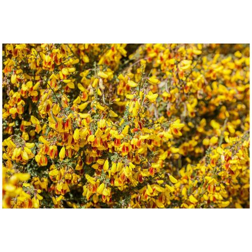 4063654319139 - Cytisus scoparius Firefly Besenginster leuchtend gelb-rot 40–60 cm